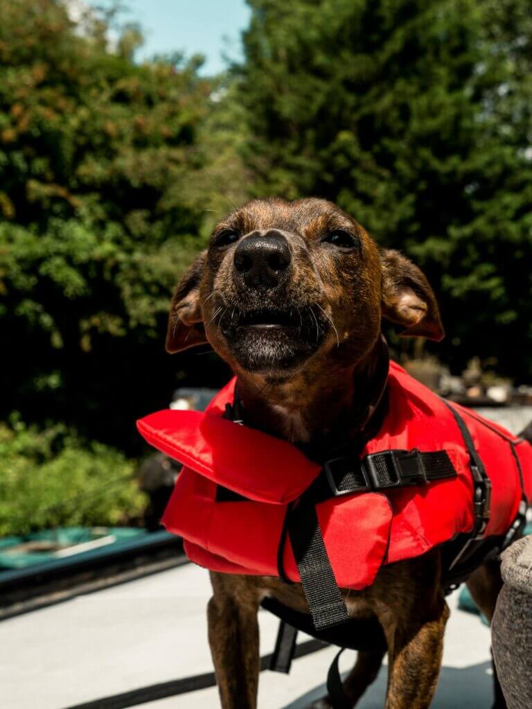 A brown dog wearing a bright red life jacket stands outdoors on a sunny day with green trees and a seasonal boat moorage in the background. Fill your empty slips fast with Marina Moorage