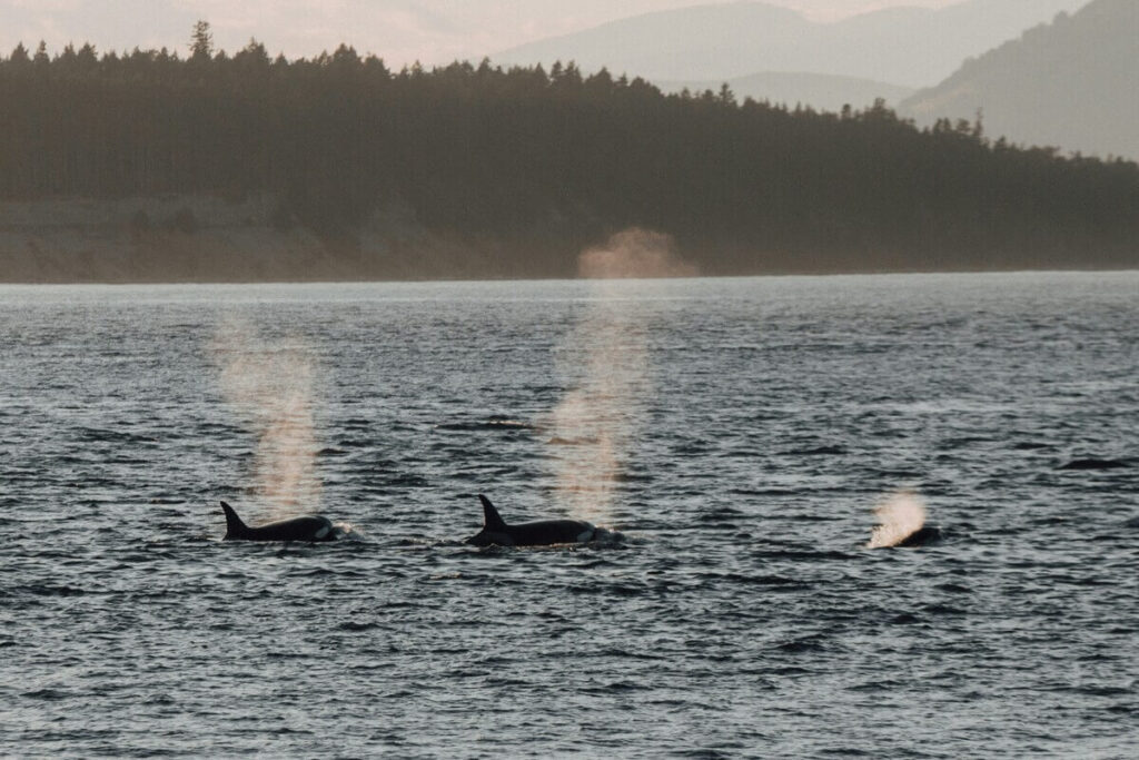 Three orcas swim near the surface, exhaling spouts of mist, with a forested shoreline, mountains, and seasonal boat moorage dotting the scenic background. New DNR rules provide environmental standards that should be upheld.